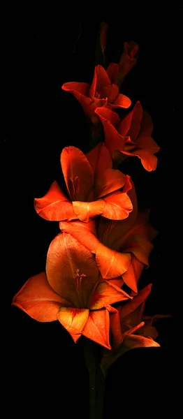 Mooie Narcis Botanische Shot Natuurlijk Behang — Stockfoto
