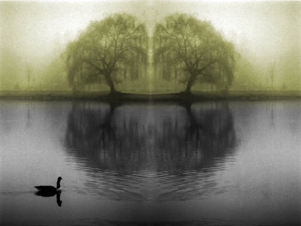 Symmetrisch Silhouet Van Meer Met Bomen Reflectie — Stockfoto