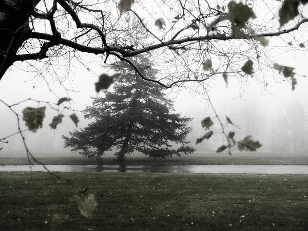 Arbres Dans Les Champs Verts Milieu Brouillard Brume Rosée — Photo