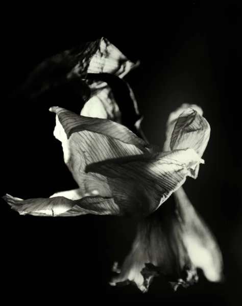美しいダフォディ植物撮影 自然壁紙 — ストック写真