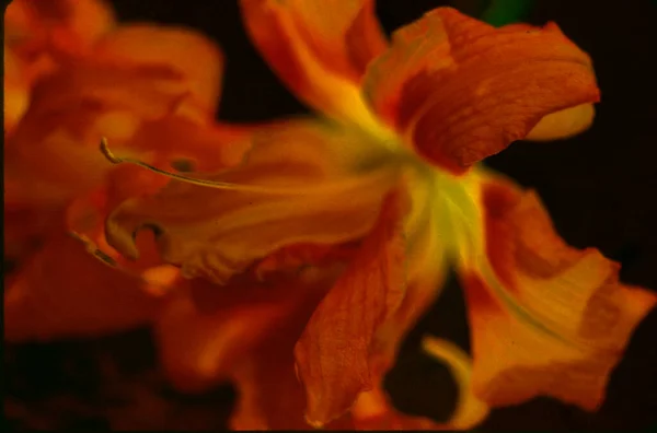 Крупним Планом Квітка Лілії — стокове фото