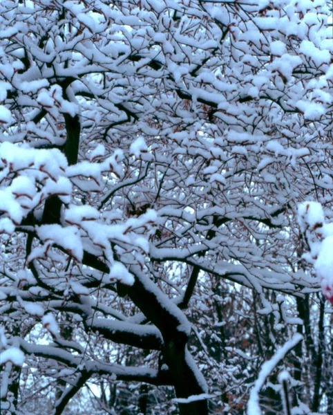 Branches Arbres Couvertes Neige Paysage Hivernal — Photo