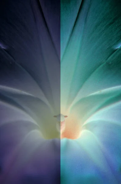 Квіткове Ядро Зображення Поділене Кадри — стокове фото