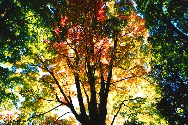 Herfstbladeren Het Bos — Stockfoto