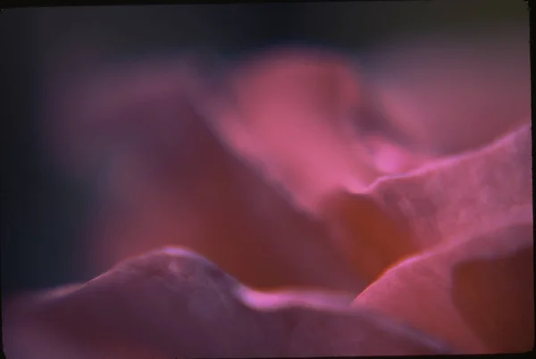 Primer Plano Hermosa Flor Rosa — Foto de Stock