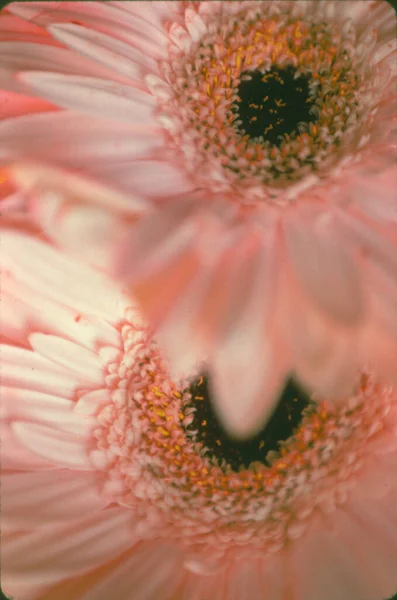 ピンクのデイジーの花のコアクローズアップ — ストック写真