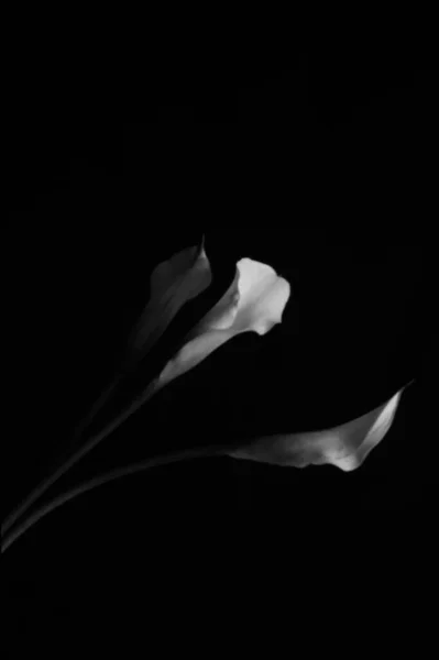 Foto Blanco Negro Una Hermosa Flor — Foto de Stock