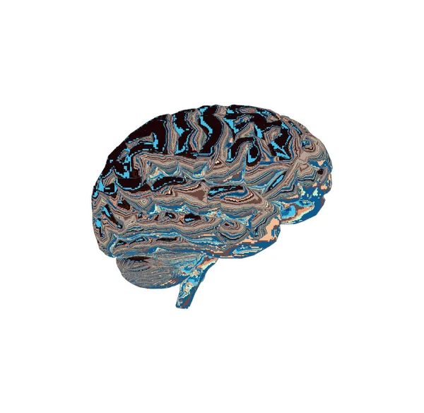 人間の脳 コンピュータグラフィックスの3Dイラスト — ストック写真