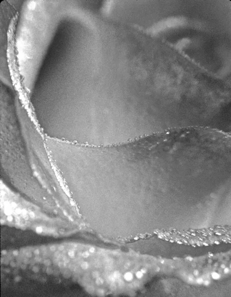 장미꽃 꽃잎의 갈라진 — 스톡 사진