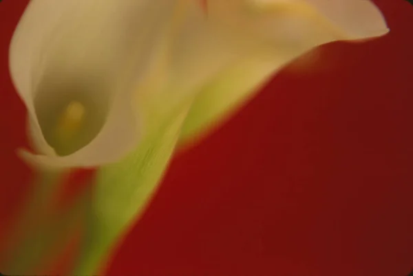 Kırmızı Arkaplanda Beyaz Zambak Çiçeği — Stok fotoğraf
