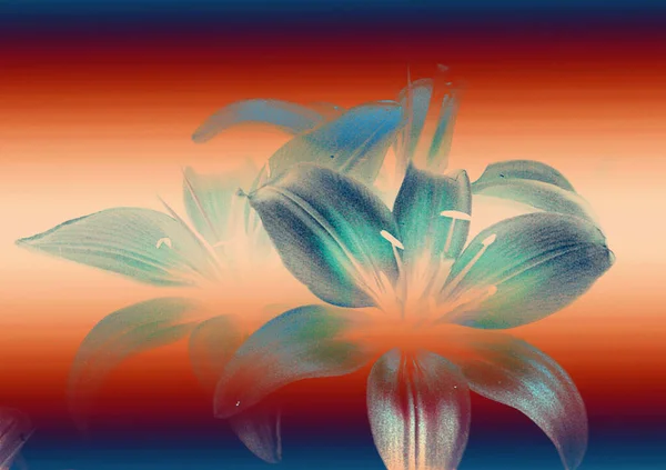 Piękne Kwiaty Lilii Kwiatowe Tło Akwarela Ilustracja — Zdjęcie stockowe