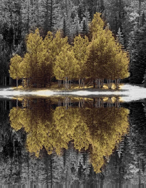 Schöne Reflexion Der Waldbäume Fluss — Stockfoto