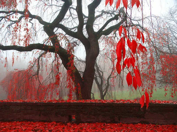 Sonbahar Parkı Taş Çitler Düşmüş Yapraklar — Stok fotoğraf