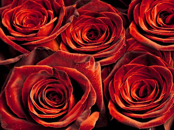 Kolorowy Skład Róży Kolorze Czerwonym — Zdjęcie stockowe
