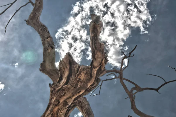 空の雲と裸の木 — ストック写真