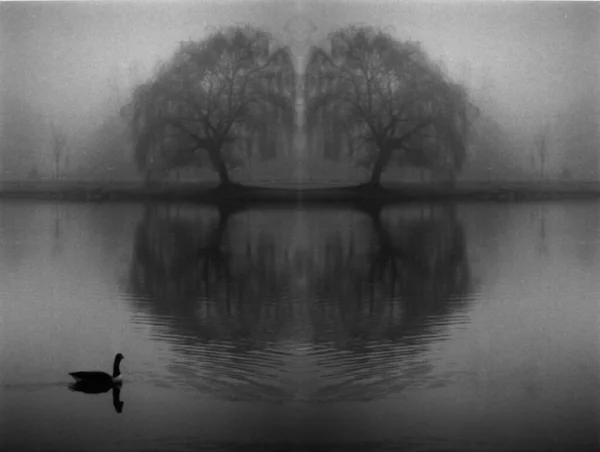 Symmetrisk Silhuett Sjö Med Träd Reflektion — Stockfoto