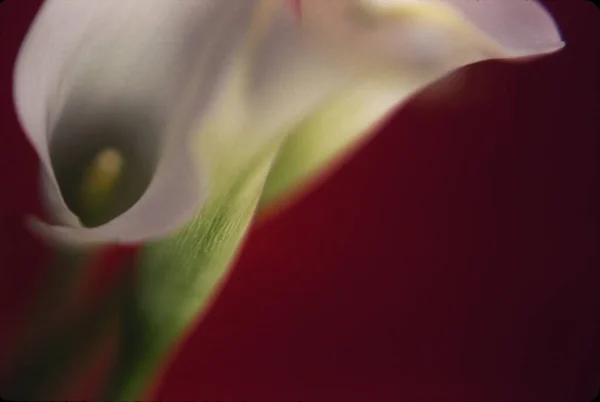 White Cala Lily Flower Red Background — Stock Photo, Image