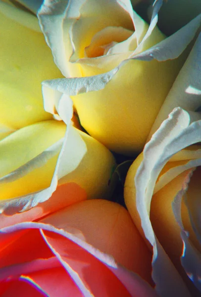 Kolorowa Kompozycja Róż Róże Różowe Żółte — Zdjęcie stockowe