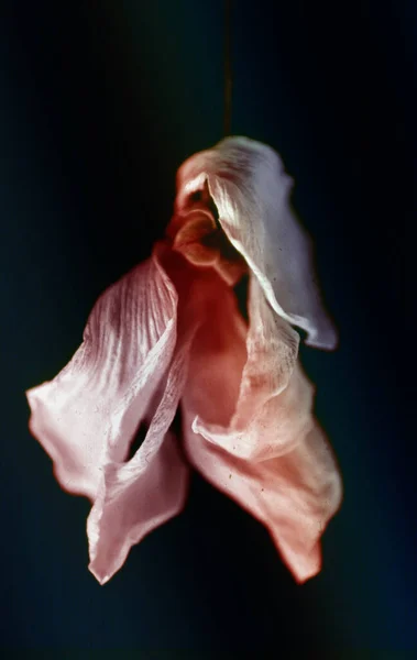 Nahaufnahme Einer Schönen Blume — Stockfoto