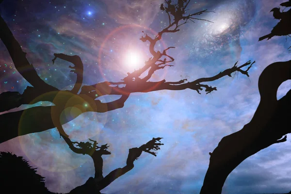 Nacht Silhouette Von Baum Auf Weltraum Hintergrund — Stockfoto