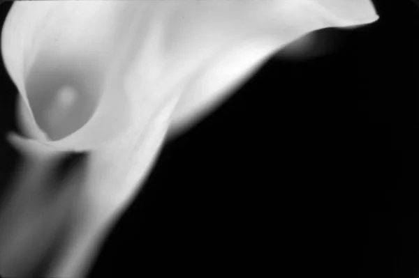 Frumoasă Floare Calla Imagine Alb Negru — Fotografie, imagine de stoc