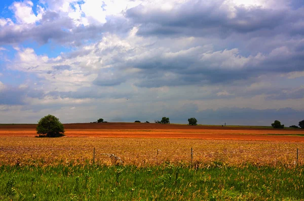Beautiful Landscape Field Wheat — Stock Photo, Image