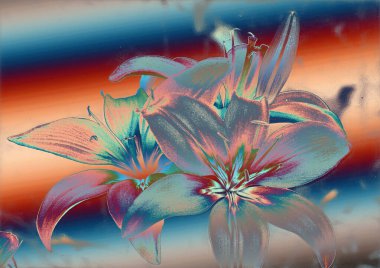 güzel zambak çiçekleri, çiçekli arka plan suluboya çizimi 