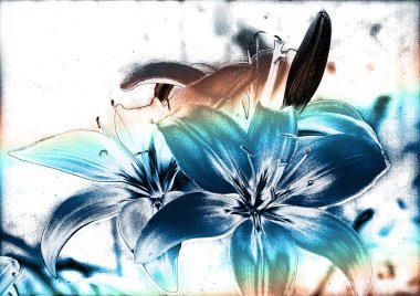 güzel zambak çiçekleri, çiçekli arka plan suluboya çizimi 