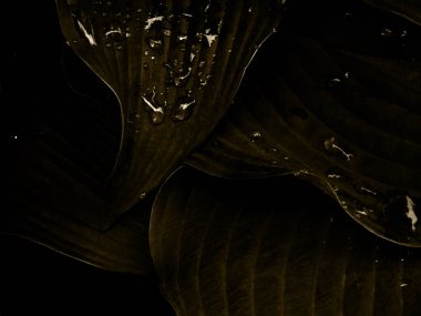 Su damlacıkları ile yeşil yapraklar.