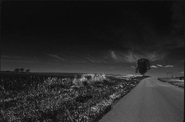 Bir çayırı ve yolda ağacı olan güzel bir manzara. 