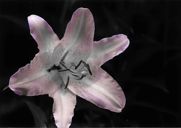 Bel Colpo Fiore Giglio Carta Parati Naturale — Foto Stock