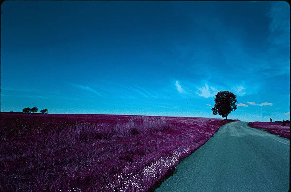 Beautiful Landscape Field Tree Road — Fotografia de Stock