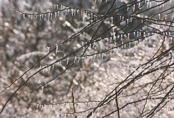 Gelo Neve Galhos Árvores — Fotografia de Stock