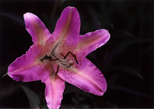 Mooie Lelie Bloem Schot Natuurlijk Behang — Stockfoto