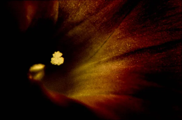 Macro Una Flor Con Hermoso Fondo —  Fotos de Stock