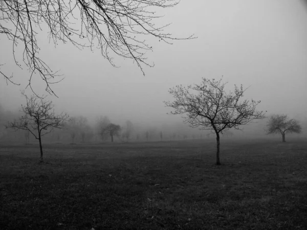 Alberi Erba Campo Tra Nebbia Nebbia Rugiada Immagine Bianco Nero — Foto Stock