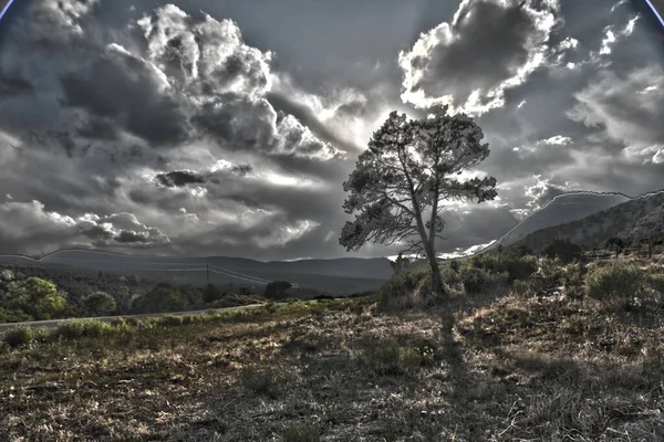 Tree Rural Landscape Beautiful Nature Scene — Stock Photo, Image