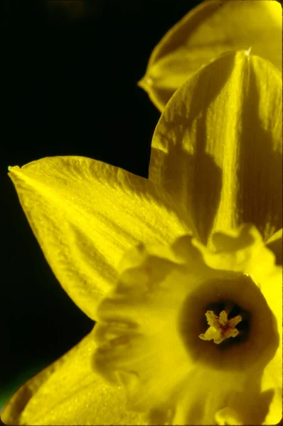 Hermoso Tiro Botánico Narciso Fondo Pantalla Natural — Foto de Stock