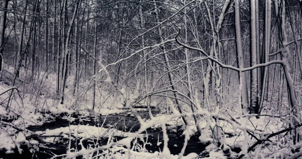 Drzewa Pokryte Śniegiem Zamarzniętym Jeziorem Krajobraz Zimowy — Zdjęcie stockowe