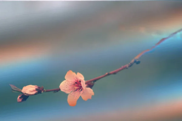 Обрезанный Вид Красивых Цветущих Весенних Цветов Ветке — стоковое фото