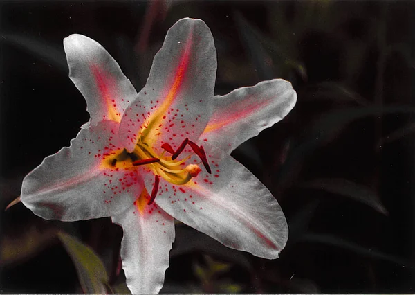 Όμορφο Λουλούδι Κρίνο Πυροβόλησε Φυσική Ταπετσαρία — Φωτογραφία Αρχείου