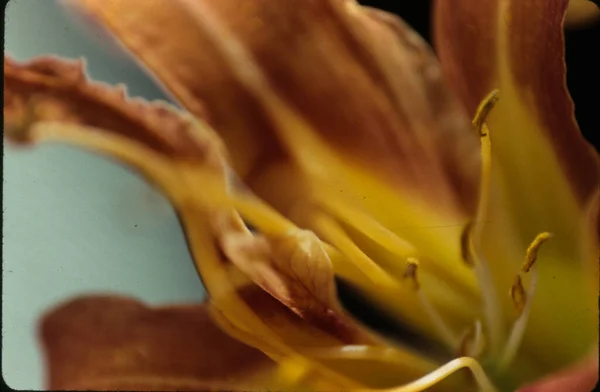 Крупним Планом Квітка Лілії — стокове фото