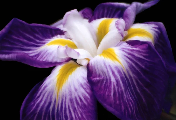 Όμορφο Μωβ Λουλούδι Ίριδας — Φωτογραφία Αρχείου