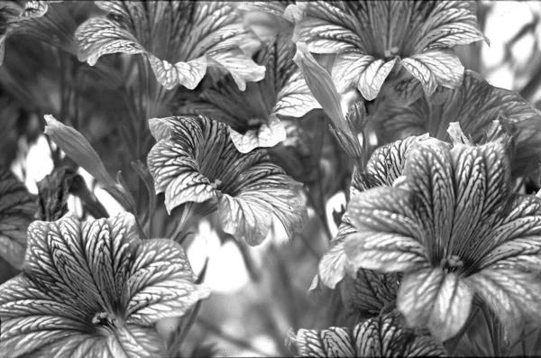 Beautiful Flowers Closeup Image Black White — Stock Photo, Image