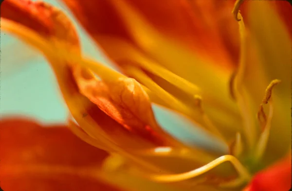 Beautiful Daffodil Botanical Shot Natural Wallpaper — Φωτογραφία Αρχείου