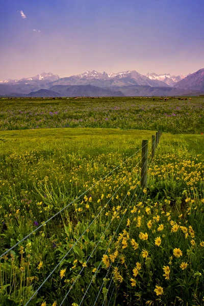 Beautiful Landscape Green Field Cloudy Sky — Fotografia de Stock