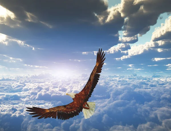 Adler Fliegt Den Himmel — Stockfoto