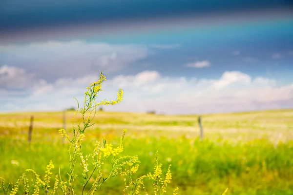 Красивый Снимок Зеленой Травы Поля — стоковое фото
