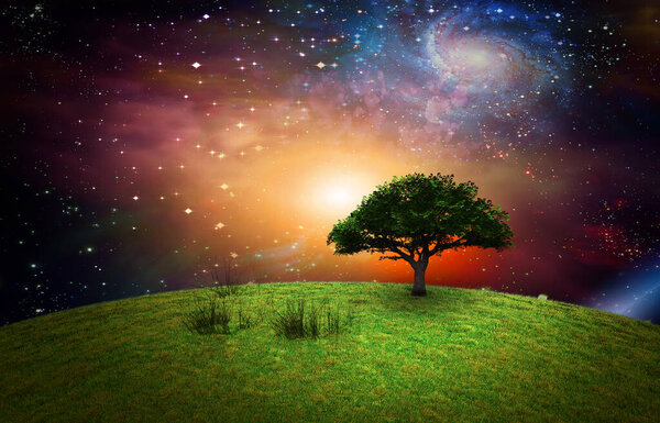 Beautiful night landscape with trees and stars