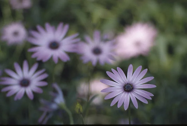 花园里美丽的花 — 图库照片